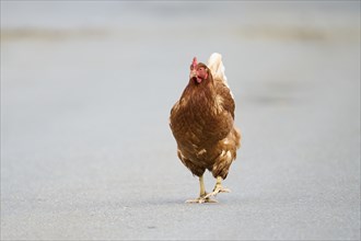 Brown chicken walking alone on a road, Chicken (Gallus domesticus), Austria, Europe