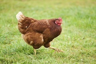 A brown feathered chicken with a red comb walking through green grass in daylight, Chicken (Gallus