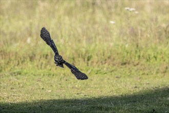 Little owl (Athene noctua), flying, Emsland, Lower Saxony, Germany, Europe