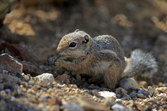 Antelope gopher, (Ammospermophilus harrisii), adult, on tree, foraging, Sonoran Desert, Arizona,