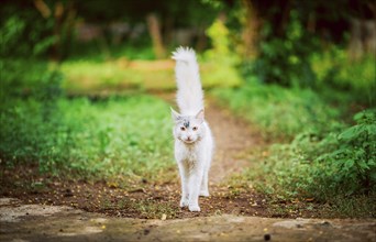 Portrait of beautiful white cat walking in the yard. Cute white cat in a green garden