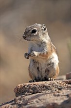 Antelope gopher, (Ammospermophilus harrisii), adult, on tree, foraging, Sonoran Desert, Arizona,