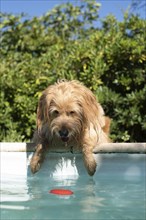 Mini Goldendoodle at the pool in summer heat, cross between Golden Retriever and Poodle, France,