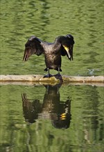 Great cormorant (Phalacrocorax carbo), June, Germany, Europe