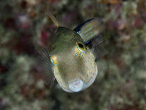 Portrait of pointed pufferfish (Canthigaster rostrata) with colourful patterns. Dive site