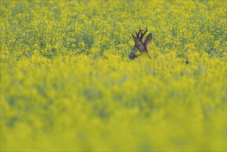 European roe deer (Capreolus capreolus), roebuck standing in a rapeseed field, rapeseed (Brassica