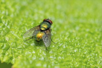 Macro photograph of an iridescent blow fly (Calliphoridae) from behind on a green leaf, Ternitz,