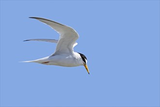 Little tern (Sternula albifrons, Sterna albifrons) in breeding plumage in flight against blue sky