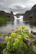 Flowers at Hjálparfoss waterfall between basalt rocks, Sudurland, Iceland, Europe