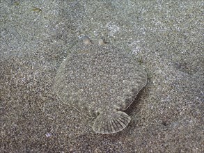 Wide-eyed turbot (Bothus podas maderensis), flounder perfectly camouflaged on a sandy seabed. Dive