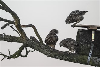 Little owls (Athene noctua), feeding young animals, Emsland, Lower Saxony, Germany, Europe