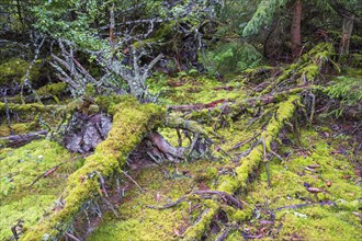 Moss covered fallen tree on the ground in a old growth forest