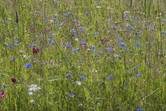 Flower meadow with cornflowers (Centaurea cyanea) and cosmos (Cosmos), Emsland, Lower Saxony,