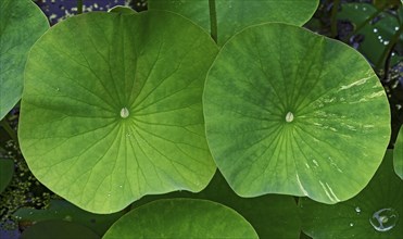 Close-up of two large, green water lily pads in the pond, creating a fresh and lively atmosphere,