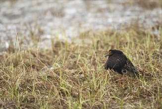 Ruff (Calidris pugnax) Courtship behaviour in the rain at a Tundra lake, Lapland, Northern Norway,