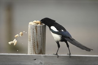 European magpie (Pica pica) rummaging through bread, southern Sweden, Sweden, Scandinavia, Europe