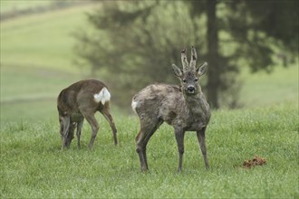 European roe deer (Capreolus capreolus) doe and buck with velvet horns and shaggy winter coat at