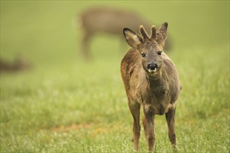 European roe deer (Capreolus capreolus) fawn in winter coat and short velvet horns with eye injury