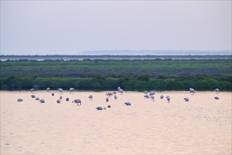 Flamingo (Phoenicopterus roseus), in the water, sunrise, summer, Saintes-Maries-de-la-Mer,