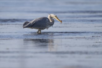 Grey heron (Ardea cinerea) on the hunt, animal portrait, Bagges Dæmning, Ringkøbing Fjord, Denmark,