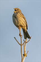 Corn bunting (Emberiza calandra) sitting on a branch and singing, animal portrait, Bagges Dæmning,