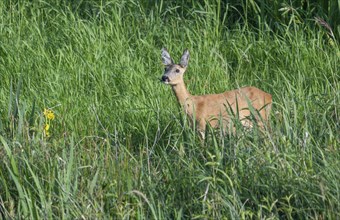 Roe deer (Capreolus capreolus), doe standing in a wet meadow and looking attentively, wildlife,