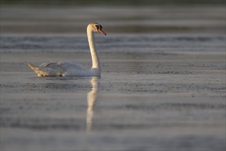 Mute swan (Cygnus olor), evening light, Bagges Dæmning, Ringkøbing Fjord, Denmark, Europe