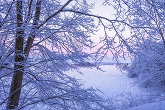 Frosty tree branches at a beautiful sunrise with pink sky a cold winter morning. Sweden