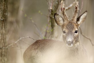 Roe deer standing between trees in the forest, half in focus, curious look, European roe deer