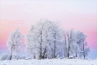 Grove of trees with hoarfrost and snow at dusk and a colorful sky a cold winter evening