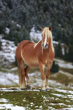 A brown horse stands on a snow-covered hill