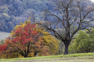 Autumn in the Swabian Alb, fruit trees in a meadow orchard with colourful leaves. Landscape near