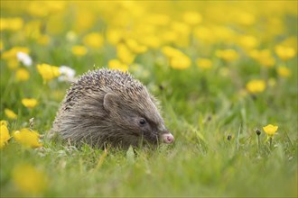 European hedgehog (Erinaceus europaeus) adult in a spring meadow with flowering Buttercup plants,