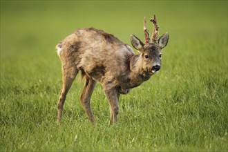 European roe deer (Capreolus capreolus) buck in shaggy winter coat with long, almost swept horns on