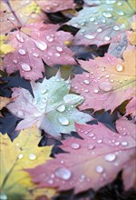 Water droplets on vibrant colored autumn leaves, AI generated