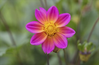 Flower of a dahlia (Dahlia), Stuttgart, Baden-Württemberg, Germany, Europe