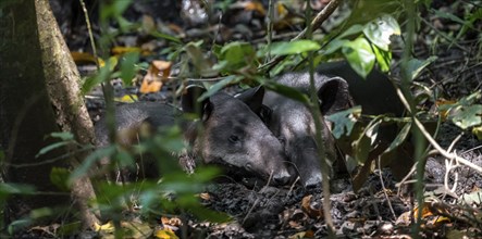 Baird's tapir (Tapirus bairdii), mother with young, lying asleep in the rainforest, Corcovado