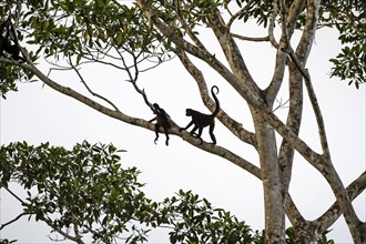 Geoffroy's spider monkey (Ateles geoffroyi), two monkeys in a tree, Sirena, Corcovado National