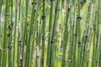 Horsetails (Equisetum), Münsterland, North Rhine-Westphalia, Germany, Europe