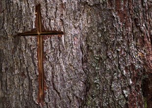 Cross, carved in a tree trunk, bark, Vigilius on the yoke, religious path, near Lana, South Tyrol,