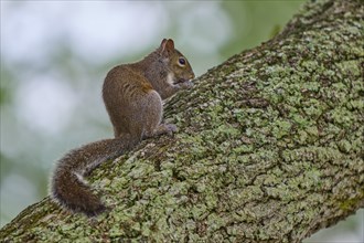 Grey Squirrel (Sciurus carolinensis), climbing on tree, springtime, Florida, USA, North America