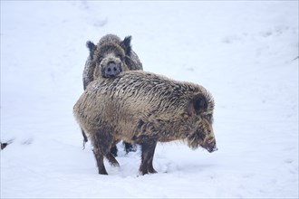 Wild boar (Sus scrofa) in winter, snow, Bavaria, Germany, Europe