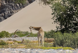 Angola giraffe (Giraffa camelopardalis angolensis) in front of a dune, Hoanib dry river, Kaokoveld,