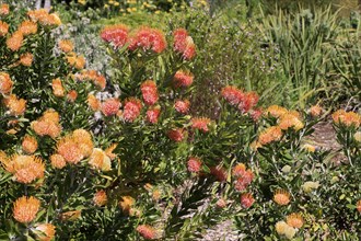 Pincushion protea (Protea Leucospermum erubescens), flower, flowering, silver tree plant,