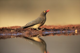 Red-billed oxpecker (Buphagus erythrorhynchus), adult, at the water, alert, Kruger National Park,