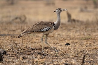 Giant bustard, kori bustard (Ardeotis kori), adult, running, foraging, alert, Kruger National Park,