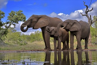 African elephant (Loxodonta africana), adult, female, mother, two young, mother with young, at the