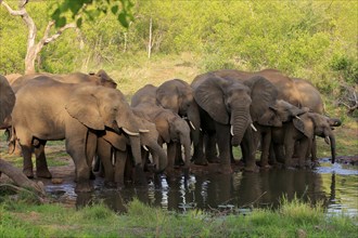 African elephant (Loxodonta africana), adult, juvenile, group, herd, at the water, drinking, Kruger