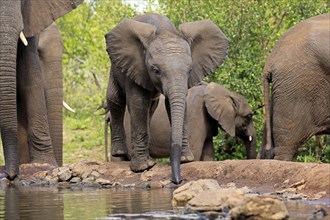 African elephant (Loxodonta africana), young animal, drinking, at the water, Kruger National Park,