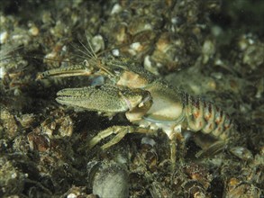 A crayfish (Faxonius limosus), American crayfish, invasive species, on mussels, quagga mussel